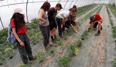 2022-05-12 Plantation Tomates 1CPH